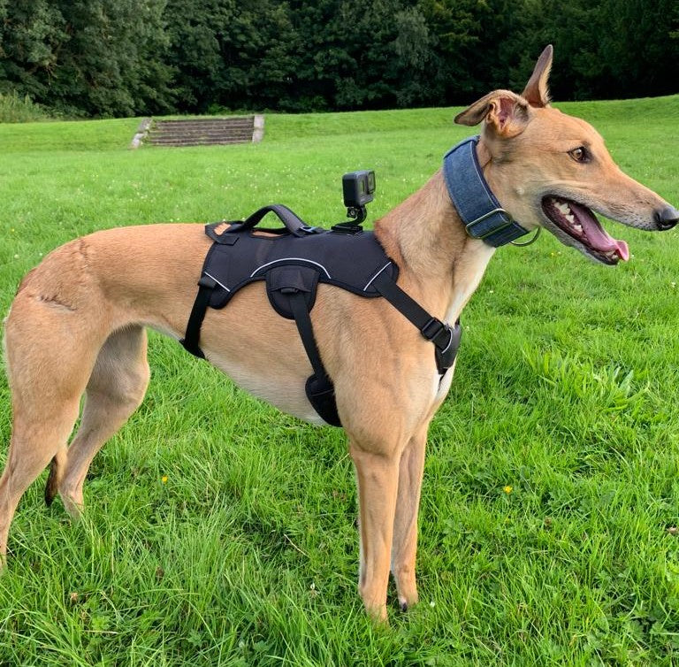 Thetopdogstore-Dog Coursing & exercising Machines-Hand built- Dog Toys- Dog Accessories- Pet Store- Dog Trainer- Greyhound Racing & training- Ireland & UK- Free Delivery
