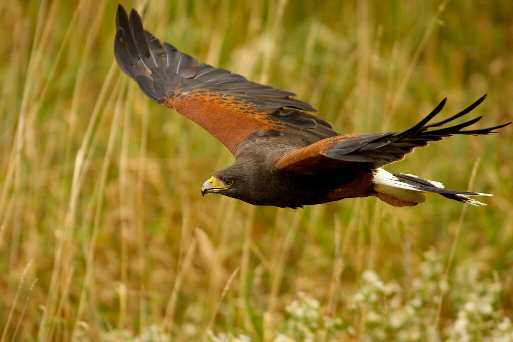 Drag Lure- Birds of Prey- Wireless- Ireland- England- Scotland- EU